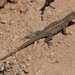 Common Side-blotched Lizard - Photo (c) Lon&Queta, some rights reserved (CC BY-NC-SA)