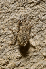 Cathormiocerus aristatus