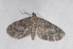 Eupithecia lariciata