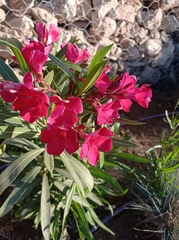 Nerium oleander