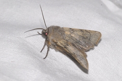 Agrotis simplonia