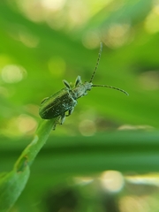 Coleoptera