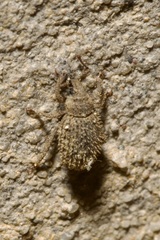 Cathormiocerus aristatus