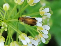 Cauchas rufimitrella