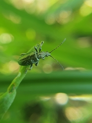 Coleoptera