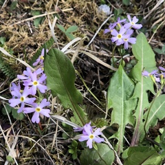 Primula mistassinica