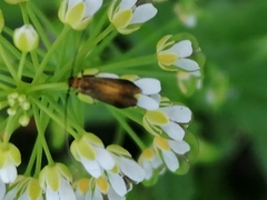 Cauchas rufimitrella