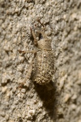 Cathormiocerus aristatus