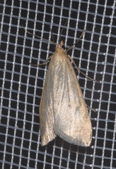 Udea austriacalis