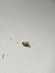 Lonchoptera bifurcata