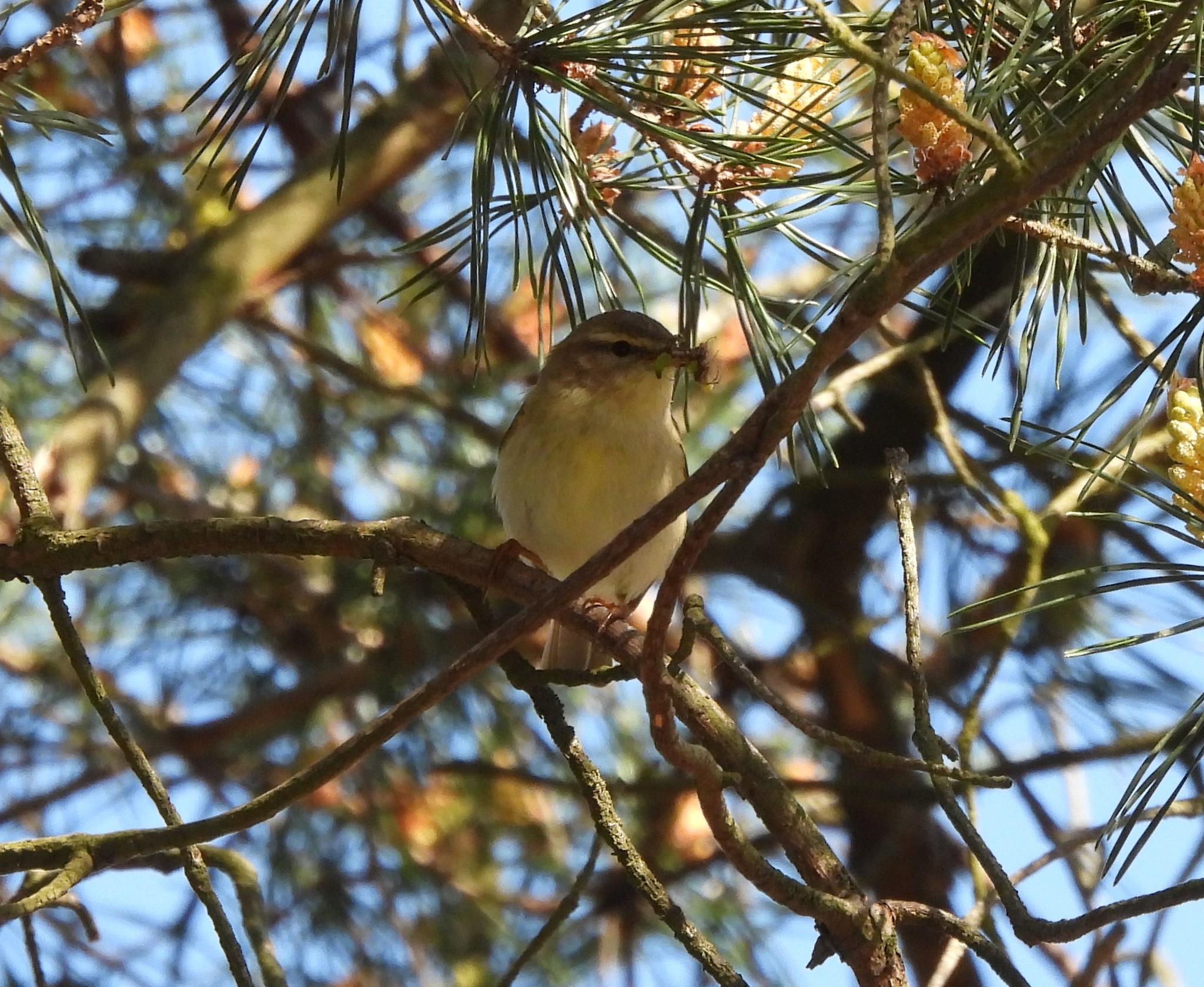 Willow Warbler
