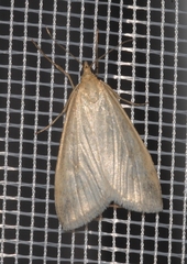 Udea austriacalis