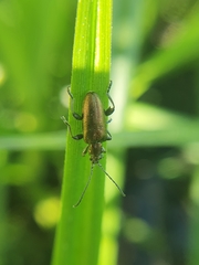 Coleoptera