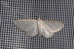 Eupithecia cretaceata