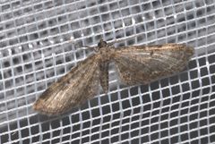 Eupithecia silenata