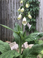 Digitalis grandiflora
