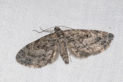 Eupithecia lariciata