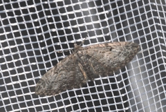 Eupithecia lariciata