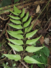 Asplenium falcatum