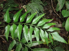 Asplenium falcatum