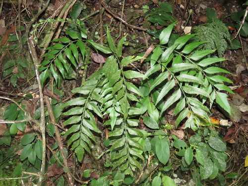 Asplenium falcatum (Asplenium falcatum)