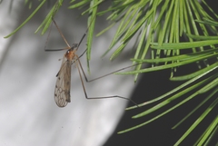 Limonia nigropunctata