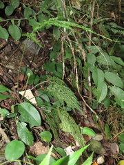 Asplenium ritoense