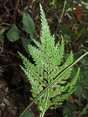 Asplenium ritoense