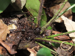 Asplenium ritoense