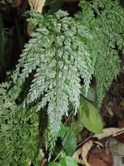 Asplenium ritoense