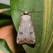 Green Cutworm Moth - Photo (c) Royal Tyler, some rights reserved (CC BY-NC-SA), uploaded by Royal Tyler
