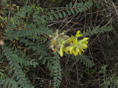 Astragalus alopecuroides