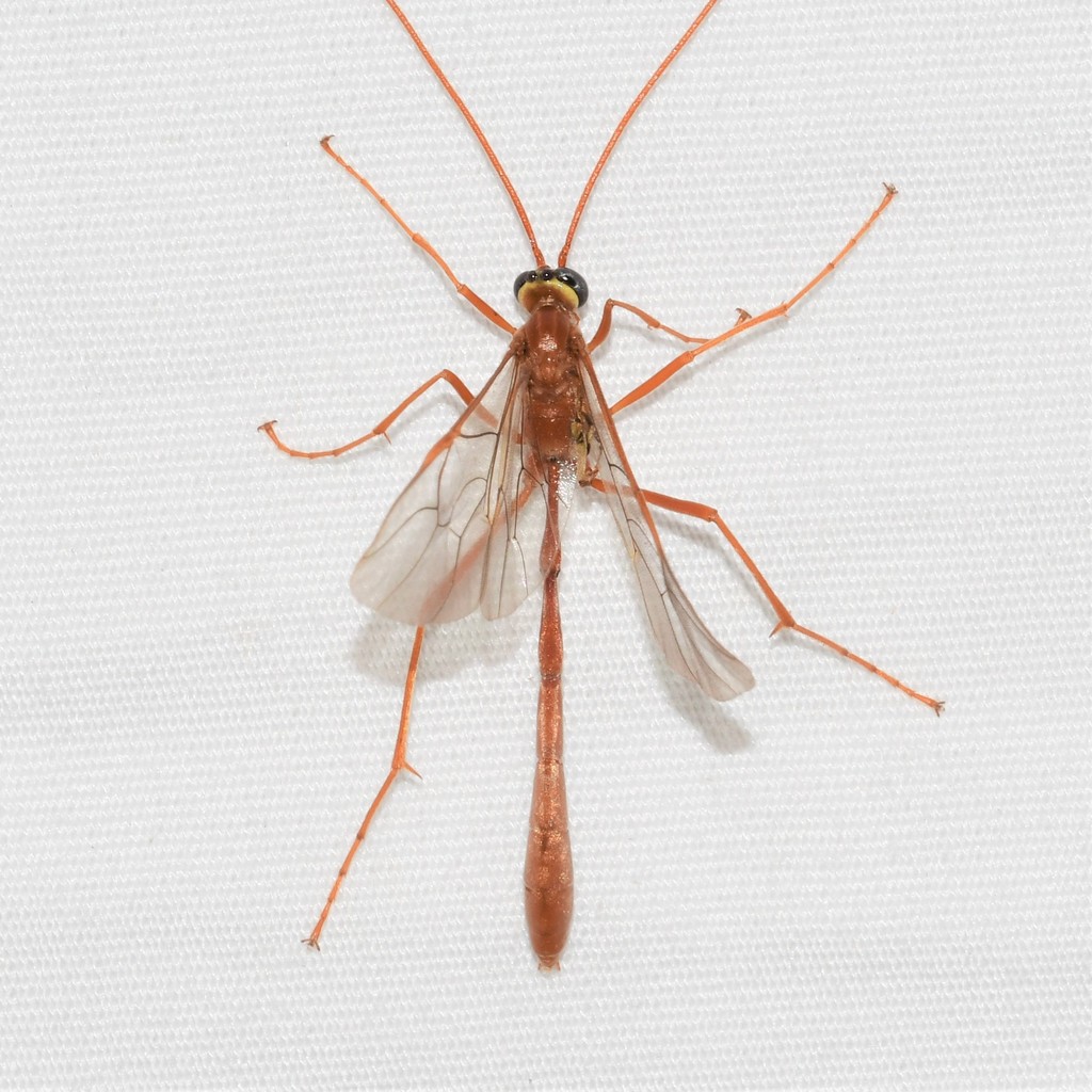 Enicospilus glabratus