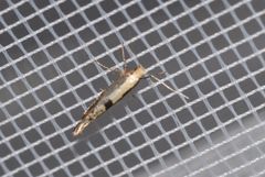 Argyresthia spinosella