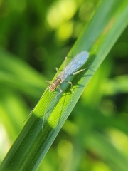 Plecoptera