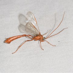 Enicospilus glabratus