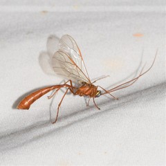 Enicospilus glabratus