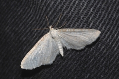 Eupithecia cretaceata