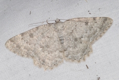 Charissa glaucinaria