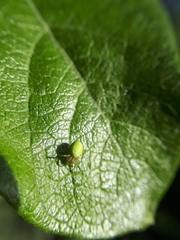 Araniella cucurbitina