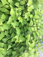 Reynoutria japonica