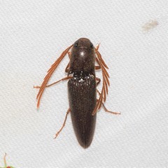 Dicrepidius palmatus