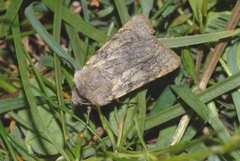 Agrotis simplonia