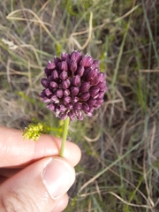 Allium rotundum
