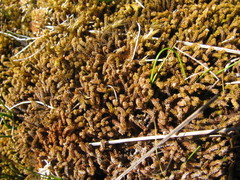 Paludella squarrosa