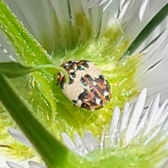 Anthrenus isabellinus