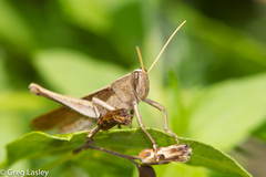 Schistocerca impleta