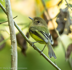Hemitriccus kaempferi