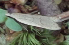 Dichomeris punctidiscellus