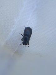 Coleoptera